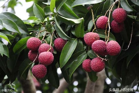 種荔枝樹|種植荔枝的要點